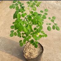 Gambar DAUN KELOR, daun kelor segar fresh bahan herbal dari Laleurlanang undefined 2 Tokopedia