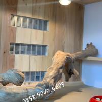 Gambar Tangkringan iguana kadal bahan kayu kopi dari AST bird shop undefined 2 Tokopedia