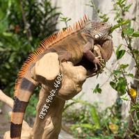 Gambar Tangkringan iguana kadal bahan kayu kopi dari AST bird shop undefined 4 Tokopedia