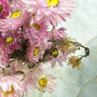 Gambar Preserved flower import | Acrolinium dari preserved flower jkt undefined 1 Tokopedia