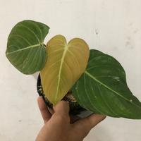 Gambar Tanaman Hias Philodendron Glorious ( P. Gloriosum X P. Melanochrysum) dari RAMAHTANAHKU undefined 1 Tokopedia