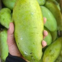 Gambar BUAH MANGGA GOLEK dari KAIKU HOUSE undefined 2 Tokopedia