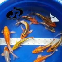 Gambar Ikan hias-ikan mas kumpay slayer-size 8-10cm-harga per 1 ekor dari Duta Hijau undefined 1 Tokopedia