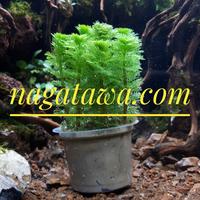 Gambar Tanaman Aquascape " Ambulia " Per Cup dari Nagatawa Ornamental Fish undefined 1 Tokopedia