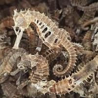 Gambar kuda laut kering / sea horse / obat impoten / obat mandul / infertil dari ferys family undefined 2 Tokopedia