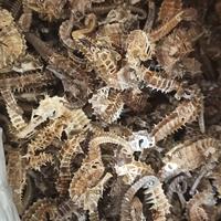 Gambar kuda laut kering / sea horse / obat impoten / obat mandul / infertil dari ferys family undefined 1 Tokopedia