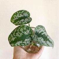 Gambar Pket grosir 50 tanaman scindapsus sp. jawabarat murah dari Kebun Herbal Organik undefined 4 Tokopedia