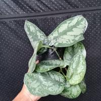 Gambar Pket grosir 50 tanaman scindapsus sp. jawabarat murah dari Kebun Herbal Organik undefined 5 Tokopedia