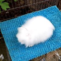 Gambar kelinci fuzzy lop dewasa 6 bulan dari Dream rabbit shop undefined 4 Tokopedia