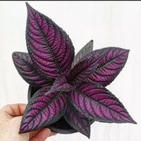 Gambar tanaman miana herbal / jual tanaman hidup - 2 dari TamanKami_NEW undefined 2 Tokopedia