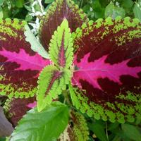 Gambar tanaman miana herbal / jual tanaman hidup - 2 dari TamanKami_NEW undefined 4 Tokopedia