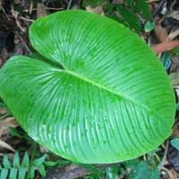 Gambar tanaman hias keladi cinta hijau polos,cariang hijau dari Toko herbal dan organik undefined 1 Tokopedia