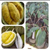 Gambar bibit durian montong super dari Florist Garden ID undefined 1 Tokopedia