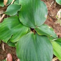 Gambar bibit kencur atau cikur dari Toko herbal dan organik undefined 2 Tokopedia