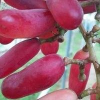 Gambar Bibit anggur import redjo pentung grafting dari Pak Imam Bibit undefined 1 Tokopedia