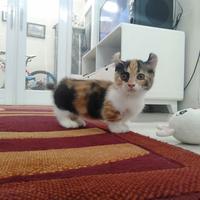 Gambar kucing munchkin kinkalow dari Kopo cathouse undefined 3 Tokopedia