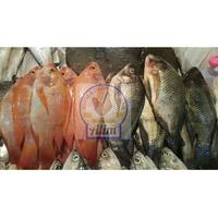 Gambar IKAN NILA MERAH SEGAR - FRESH RED NILE TILAPIA FISH 1KG dari ALIM AYAM POTONG SEGAR CIMONE JAYA TANGERANG undefined 2 Tokopedia