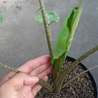 Gambar Alocasia Stingray Bunga Hias Keladi Ekor Pari dari Toko Nail undefined 5 Tokopedia