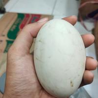 Gambar Telur Angsa / Telor Soang Segar 1 Pcs Untuk Berbagai Kebutuhan Instan/Reguler dari tokoberassuci undefined 2 Tokopedia