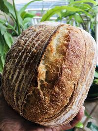 Gambar Tartine Sourdough Bread dari Wiens Artisan Bakery undefined 2 Tokopedia