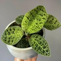 Gambar tanaman hias jawel orchid dari nandi taman undefined 1 Tokopedia