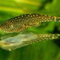 Gambar ikan hias borneo sucker dari fish_village undefined 1 Tokopedia