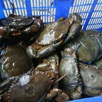 Gambar Kepiting Bakau Hitam dari Sakana Seafood undefined 4 Tokopedia