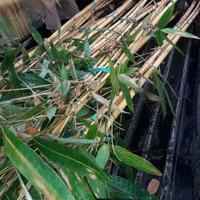 Gambar Pohon Bambu Kuning 1 Ikat Isi 3 Batang Tinggi 2,5 Meter dari Cv Indo Landscape undefined 4 Tokopedia