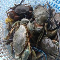 Gambar Kepiting Bakau Hitam dari Sakana Seafood undefined 3 Tokopedia