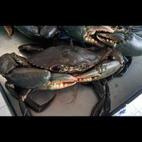 Gambar Kepiting Bakau Hitam dari Sakana Seafood undefined 2 Tokopedia