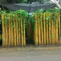 Gambar Pohon Bambu Kuning 1 Ikat Isi 3 Batang Tinggi 2,5 Meter dari Cv Indo Landscape undefined 3 Tokopedia