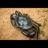 Gambar Kepiting Bakau Hitam dari Sakana Seafood undefined 1 Tokopedia