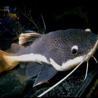 Gambar Hiasan Aquarium Ikan RTC Red Tail Catfish Big Size Tankmate dari Mars Aquatics undefined 1 Tokopedia