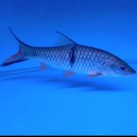 Gambar Ikan Hampala Ikan Hias Ikan Predator dari Mars Aquatics undefined 5 Tokopedia