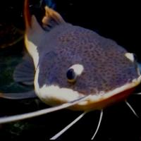 Gambar Hiasan Aquarium Ikan RTC Red Tail Catfish Big Size Tankmate dari Mars Aquatics undefined 2 Tokopedia