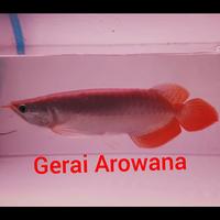 Gambar ikan arwana super red +-30 bakat sumo dari Gerai Arowana Tk undefined 3 Tokopedia