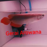 Gambar ikan arwana super red +-30 bakat sumo dari Gerai Arowana Tk undefined 2 Tokopedia