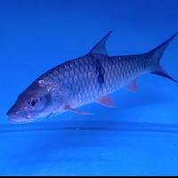 Gambar Ikan Hampala Ikan Hias Ikan Predator dari Mars Aquatics undefined 2 Tokopedia