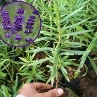 Gambar Tanaman lavender bunga lavender ungu dari Cantigi flora undefined 1 Tokopedia