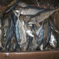 Gambar Ikan Asin Peda Putih 1/4 1/2 1 KG - 1/4 kg dari IKAN ASIN STG undefined 1 Tokopedia