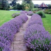 Gambar Tanaman lavender bunga lavender ungu dari Cantigi flora undefined 2 Tokopedia