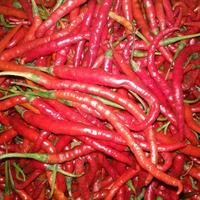 Gambar Cabe Merah Keriting 500 gram dari sembako murah9 undefined 4 Tokopedia