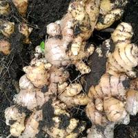 Gambar JAHE PUTIH BERAT  200 gram pengiriman medan dari ZANAPO FRUITS AND AGRO undefined 4 Tokopedia