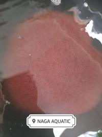 Gambar Cacing sutra untuk pakan ikan khusus ojek dari Naga Aquatics undefined 1 Tokopedia