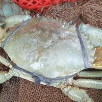 Gambar kepiting bakau besar dari BUAHSEGARMEDAN undefined 3 Tokopedia