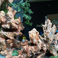 Gambar bonsai dan penjing dari bonsainuagunk undefined 5 Tokopedia