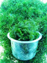 Gambar MOSS FLAME CUP ICE CREAM dari AquaCepek-Cepek undefined 1 Tokopedia