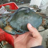 Gambar kepiting bakau besar dari BUAHSEGARMEDAN undefined 2 Tokopedia