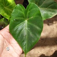 Gambar Tanaman hias hidup - Remusatia Vivipara - Colocasia Unik dan elegan - XL dari Kebun Herbal Organik undefined 4 Tokopedia