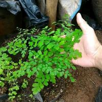 Gambar tanaman hias indoor suplir daun kecil dari Nurjaya berkah taman undefined 2 Tokopedia